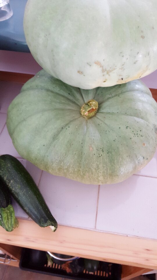 Free stock photo of fruit, pumpkin, vegetable