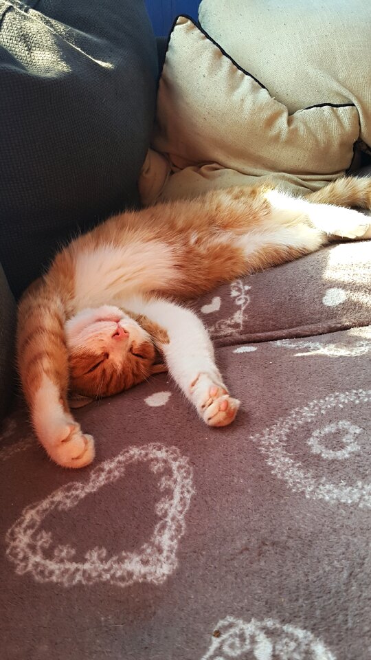 Free stock photo of animals, cat, happiness