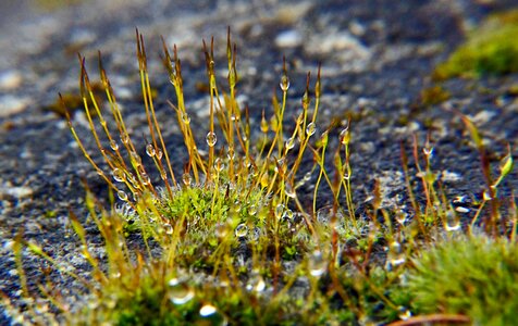 Free stock photo of droplets, macro, moss