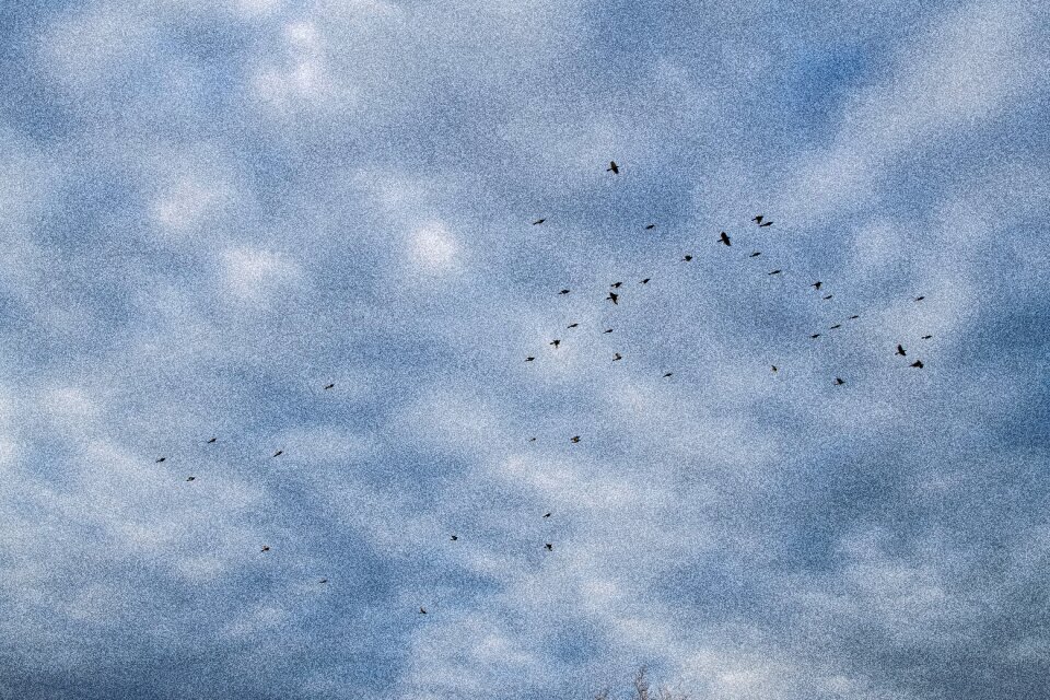 Free stock photo of clouds, flight, flock