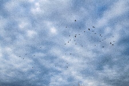 Free stock photo of clouds, flight, flock