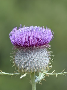 Bloom purple violet