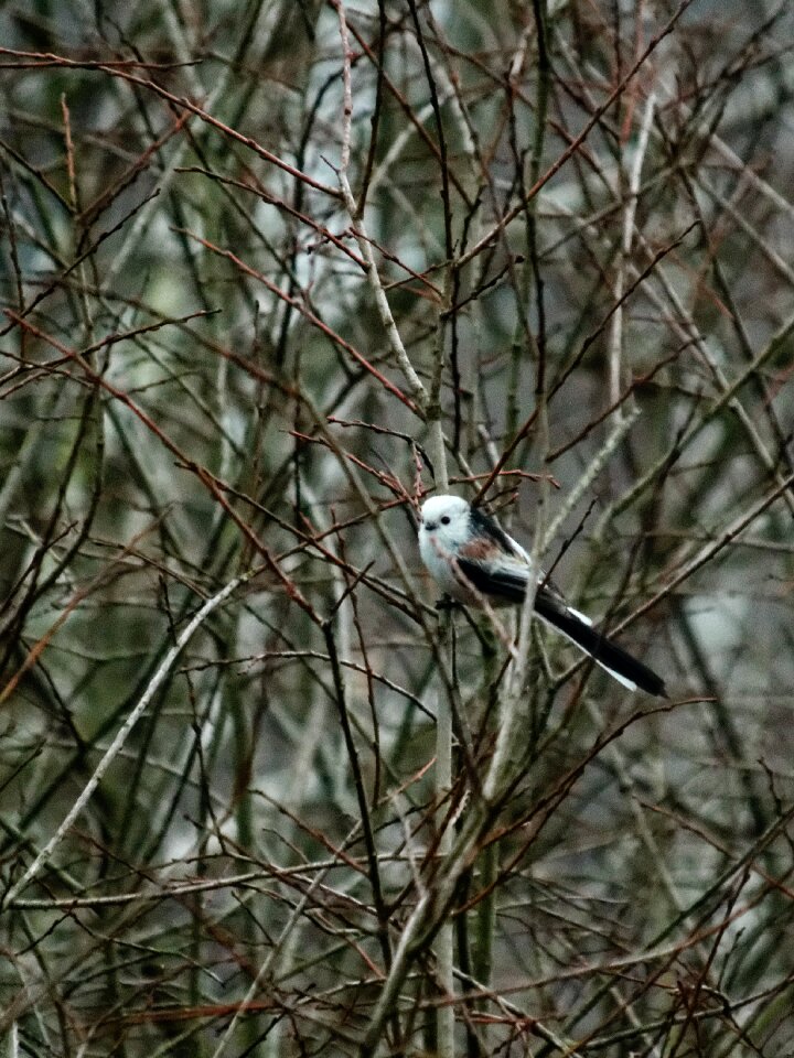 Free stock photo of long tailed-tit, raniuszek