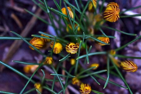 Free stock photo of crocus, flowers, garden photo