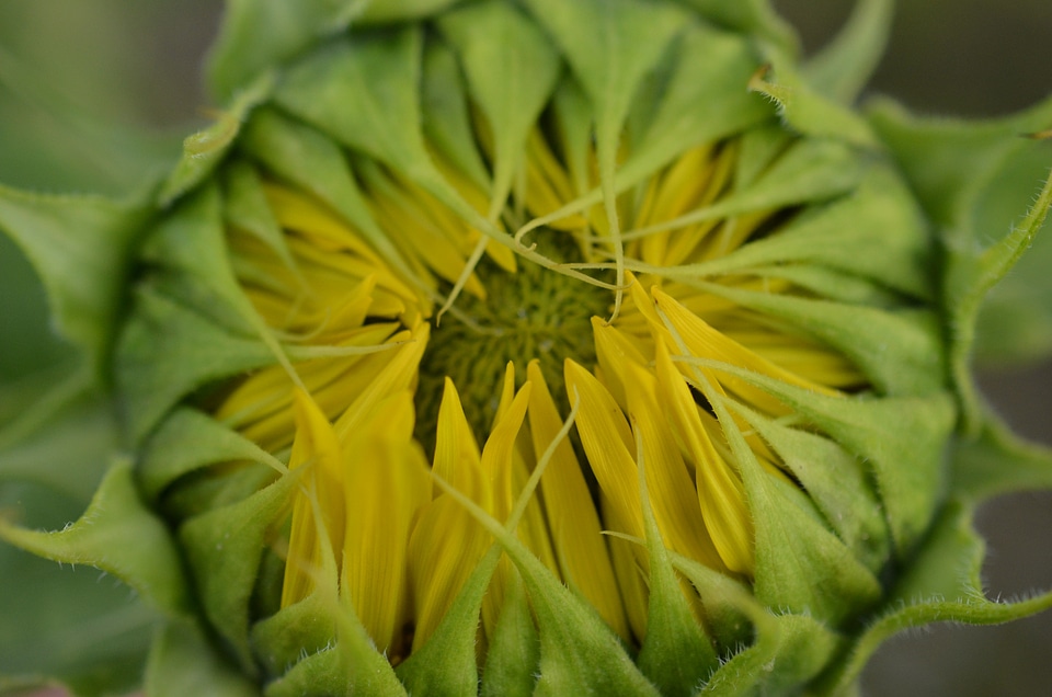 Vegetarian yellow flower