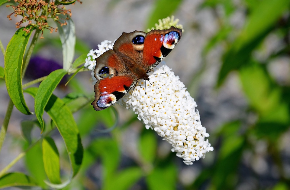 Butterflies insects animal