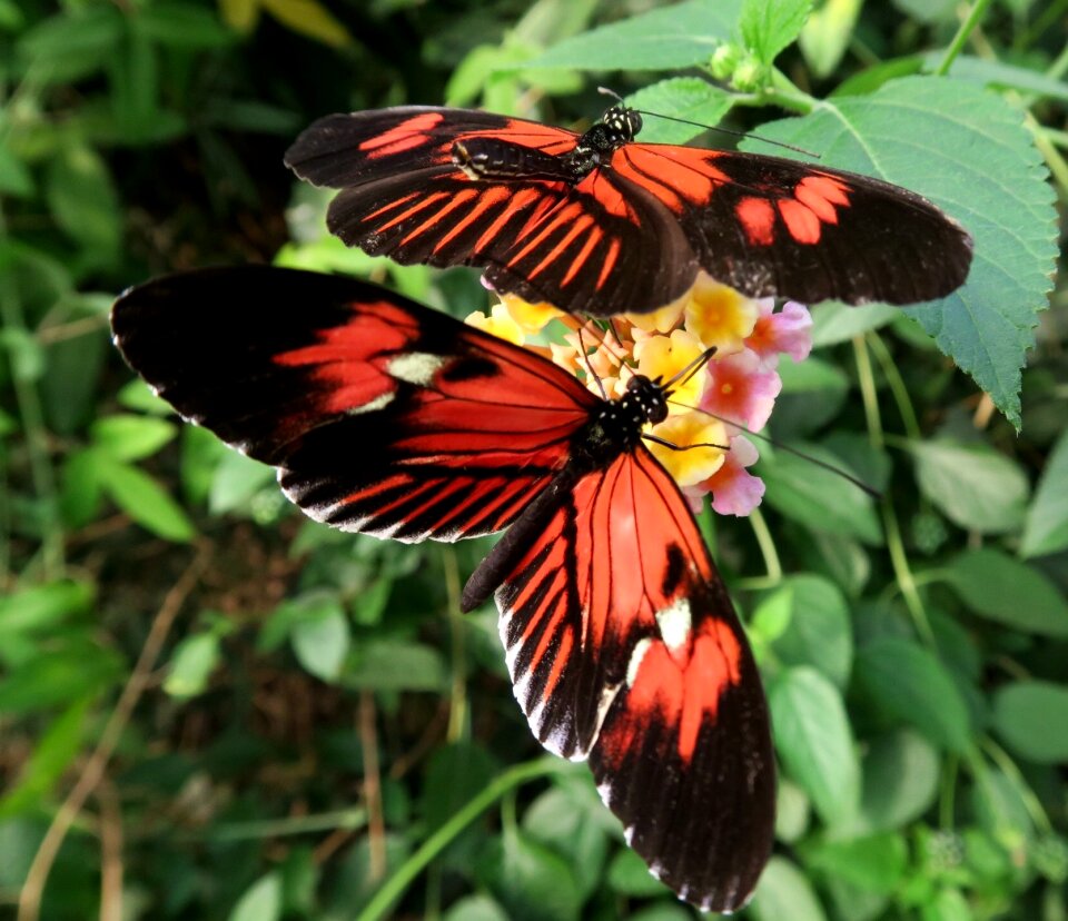 Free stock photo of black, butterflies, butterfly