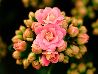 Free stock photo of flower, kalanchoe, plant