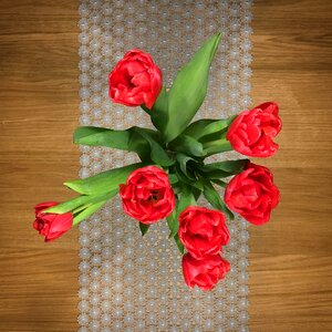 Free stock photo of night, tulip