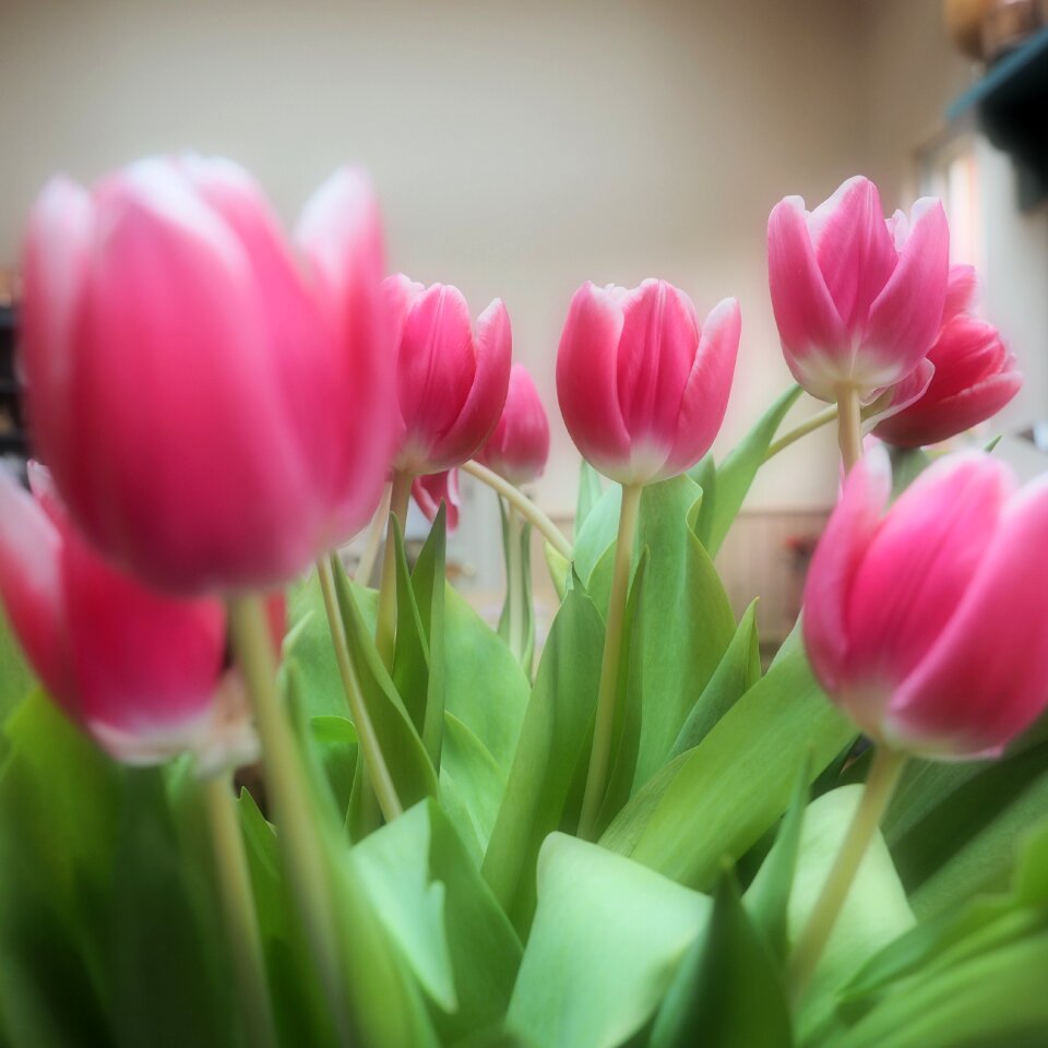 Free stock photo of square, tulips