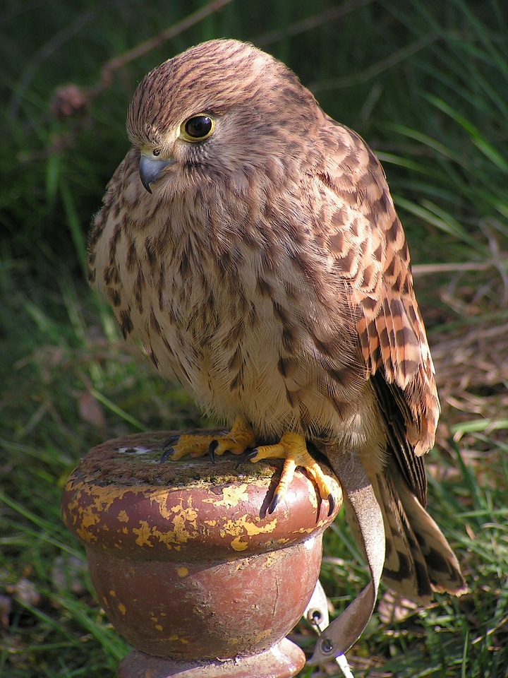 Falconry sitting breeding raptors