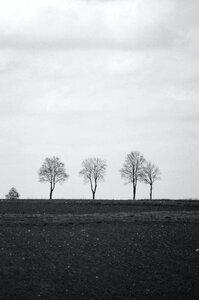 Free stock photo of bw, landscape, tree photo