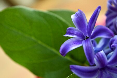 Free stock photo of flowers, womans day