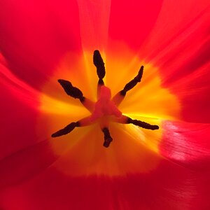 Free stock photo of flower, tulip, womensday