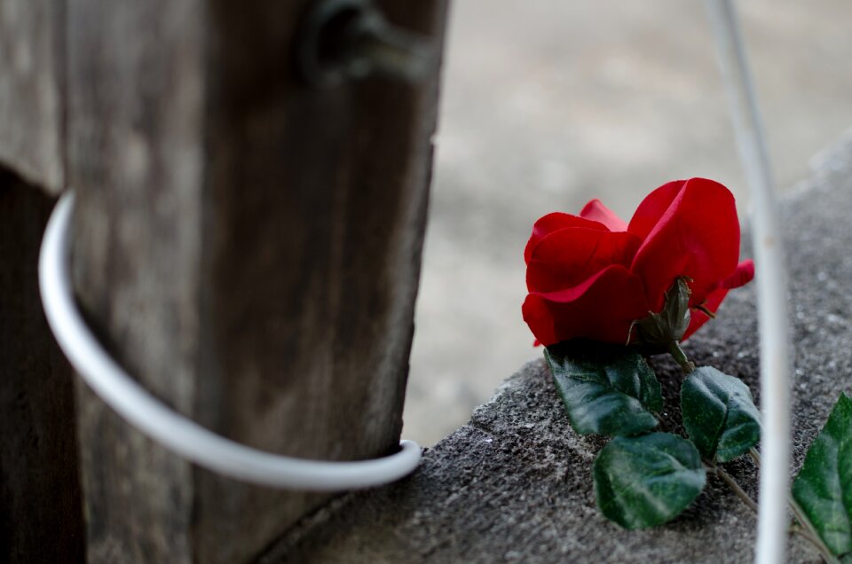 Free stock photo of plastic, rose