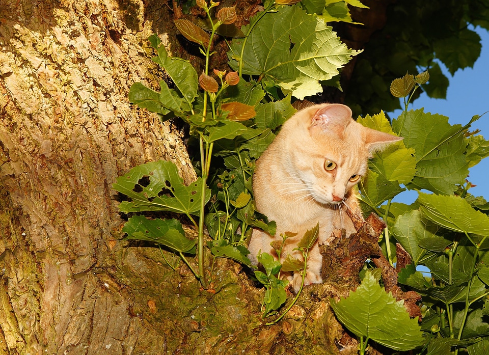 Climb tree catching birds