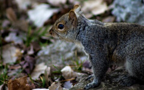 Free stock photo of animal, canon, cute
