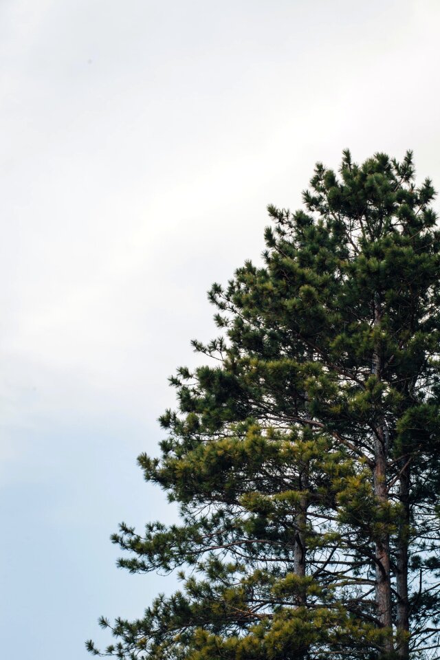 Free stock photo of nature, pine, sky