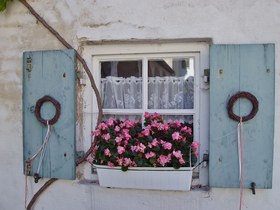 Flower transient flowers decor
