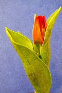 Free stock photo of flower, plant, tulip photo