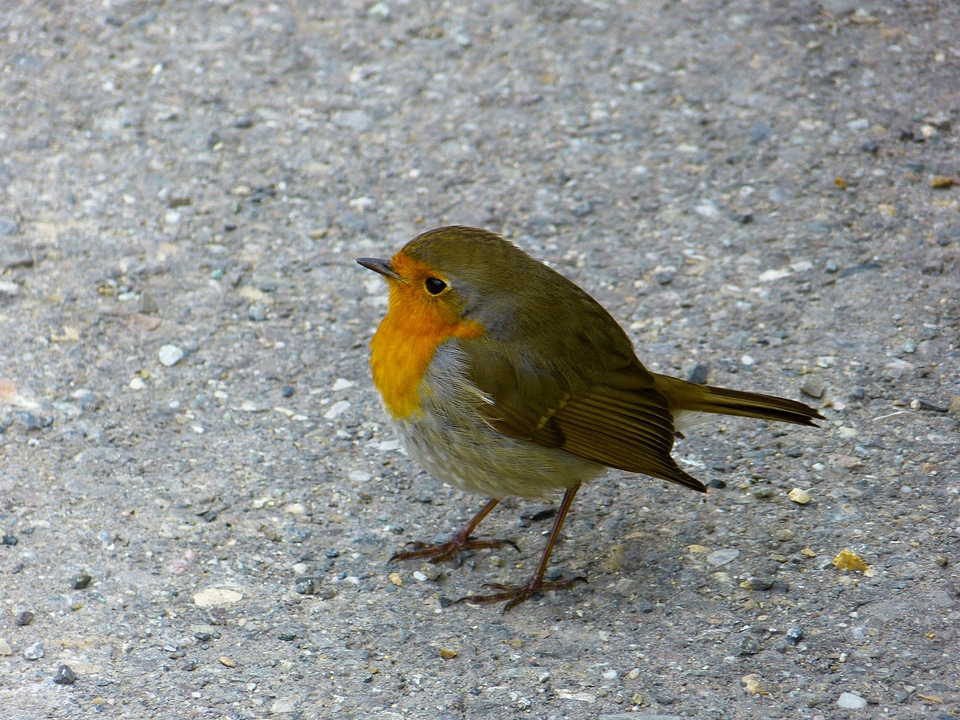 Erithacus rubecula beautiful pretty