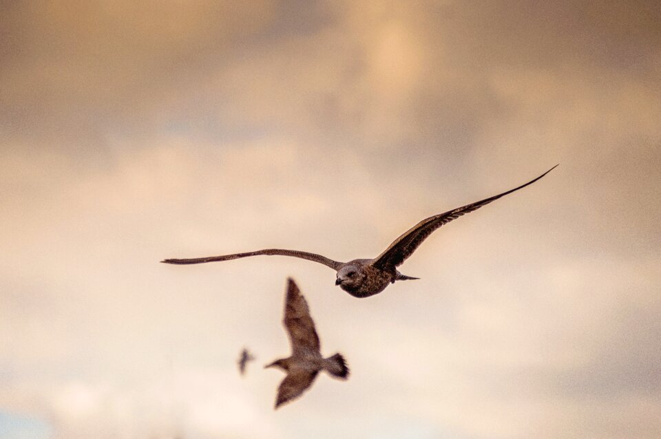 Free stock photo of flight, sea, seagull photo