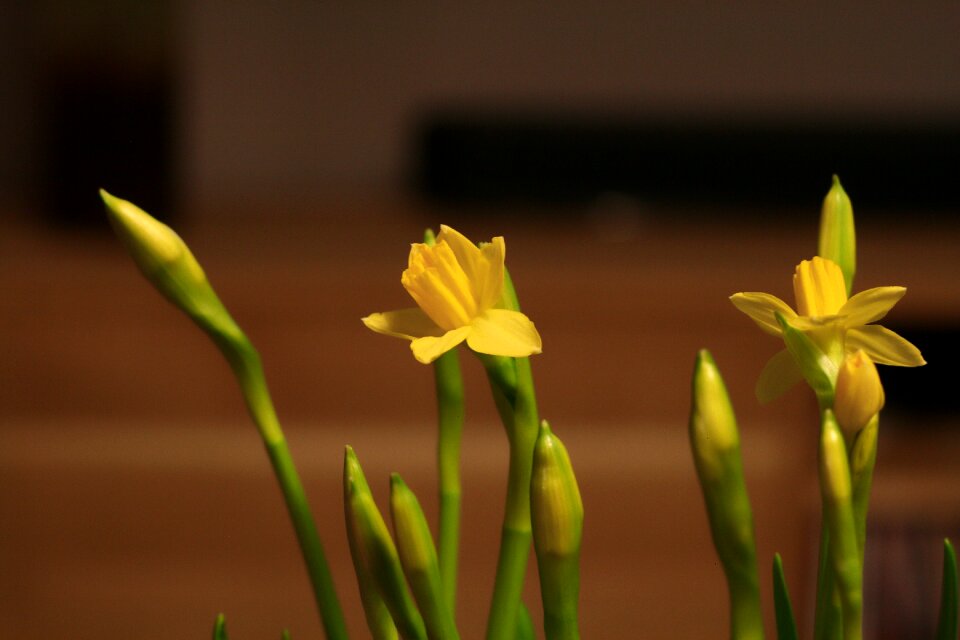 Free stock photo of flowers, night