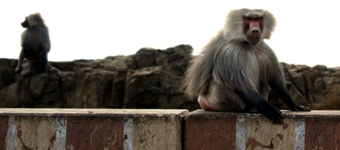 Free stock photo of baboon, monkey, redbutt
