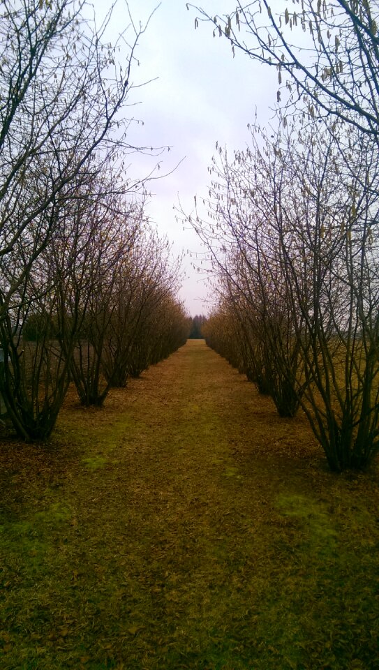 Free stock photo of trees
