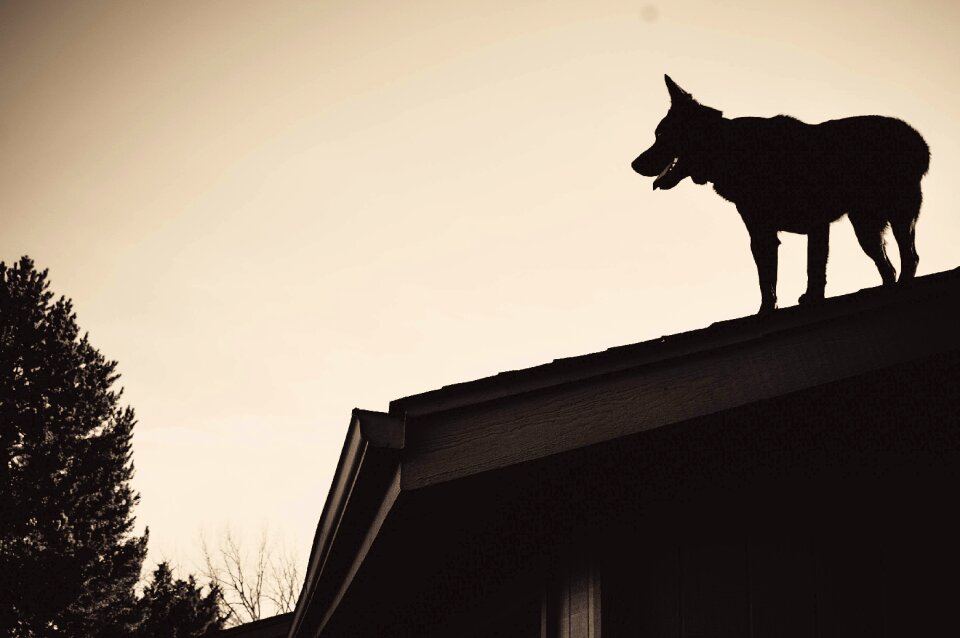 Free stock photo from Tookapic