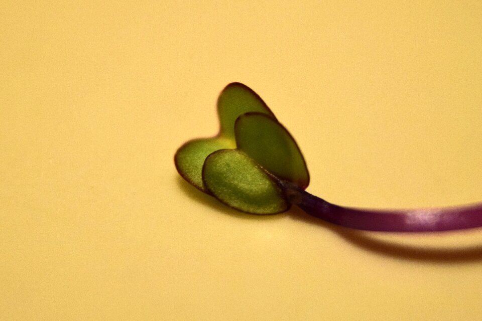Free stock photo of jarmuz, kale, sprouts