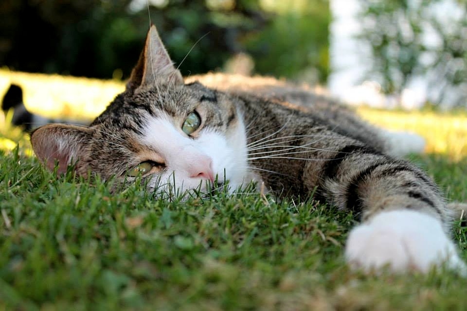 Nose cat's eyes animals