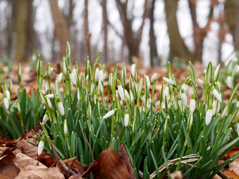 Free stock photo of flowers, park, plant