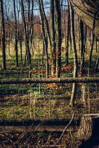 Free stock photo of grass, night, trees