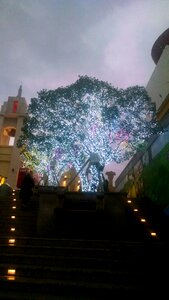 Free stock photo of lights, tree, trees
