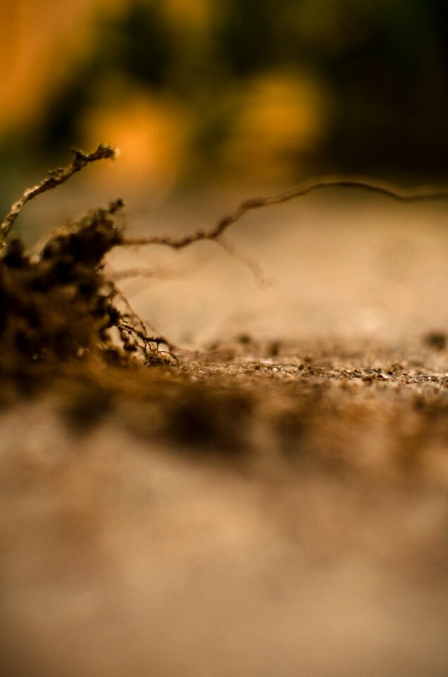 Free stock photo of land, miniature, roots photo