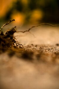 Free stock photo of land, miniature, roots