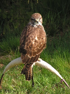 Training breeding raptors sitting photo