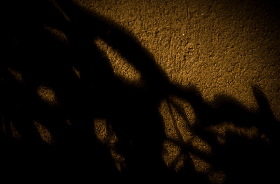 Free stock photo of concrete, plants, shadows