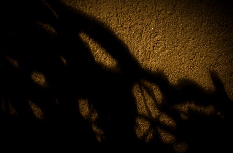 Free stock photo of concrete, plants, shadows
