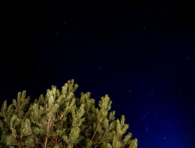 Free stock photo of forest, nature, night