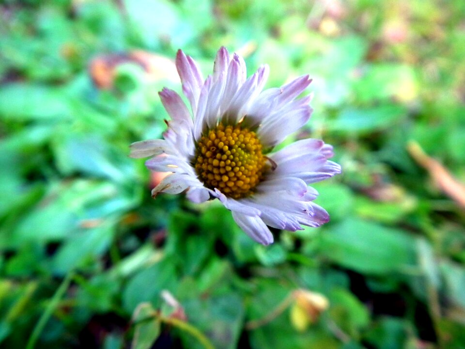 Free stock photo of daisy, flower