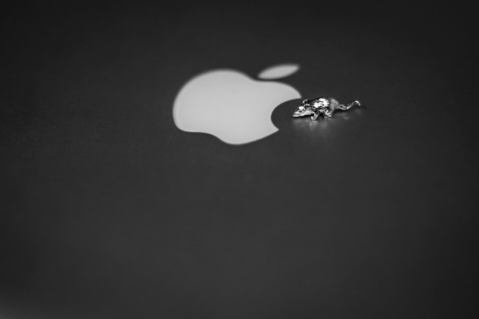 Free stock photo of apple, black and-white, close