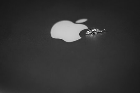 Free stock photo of apple, black and-white, close photo