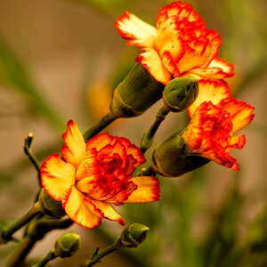 Free stock photo of clove, flower, plant