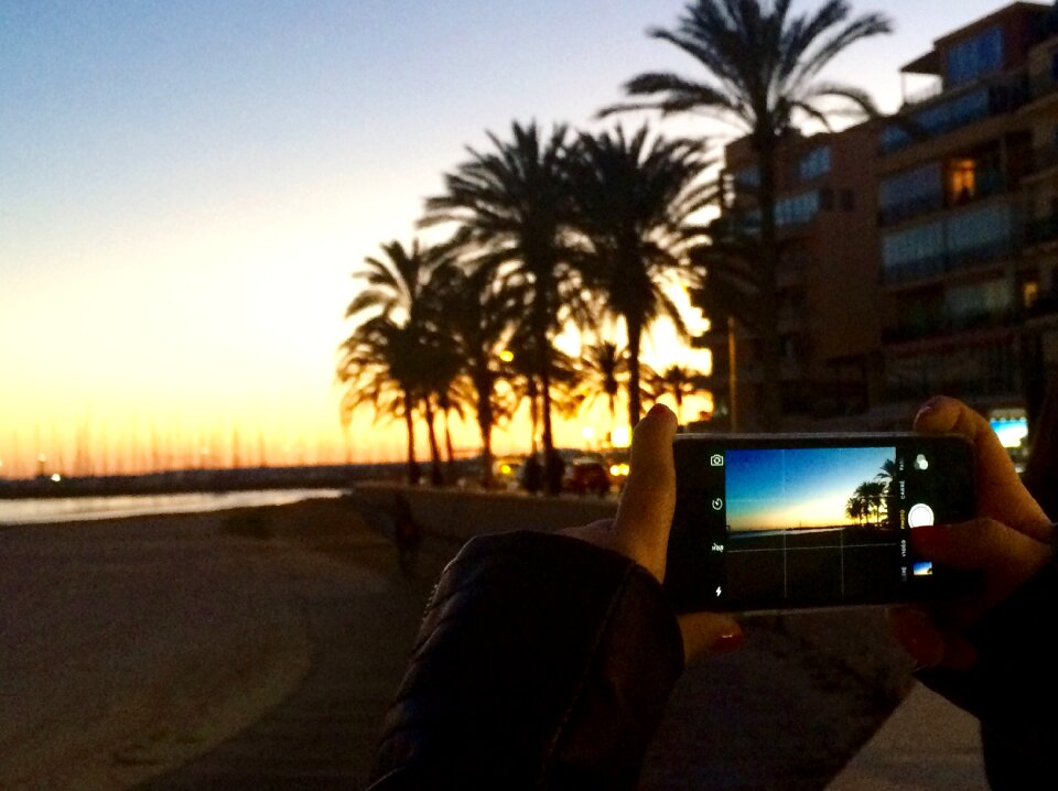 Free stock photo of palma, sunset