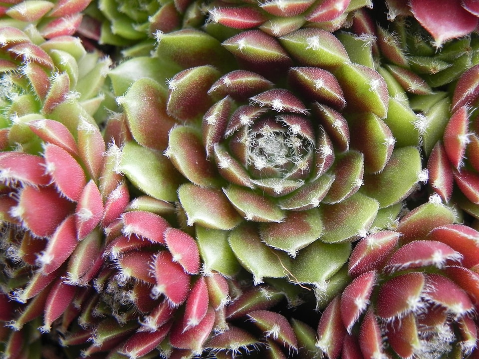 Nature green cactus