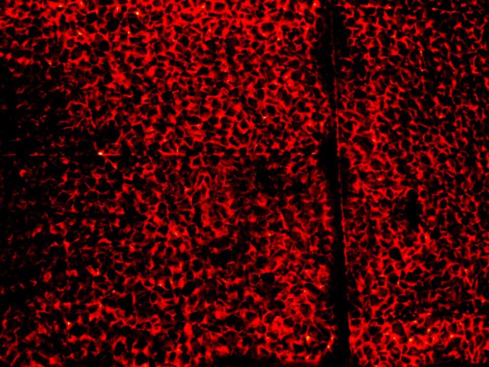 Free stock photo of black, detail, red