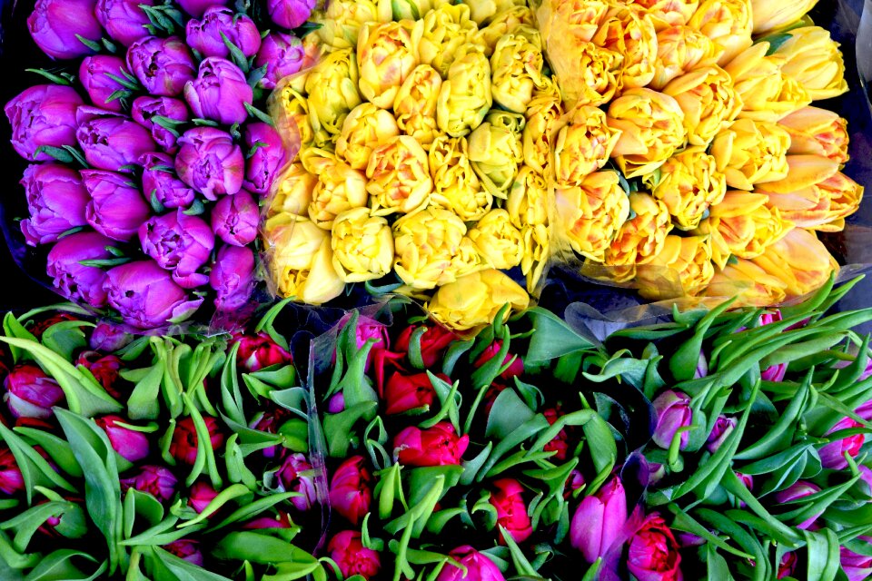 Yellow Bunch of Flower Beside Purple Flower