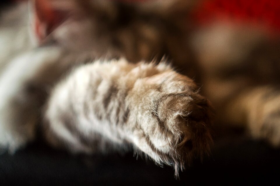 Free stock photo of cat, close photo